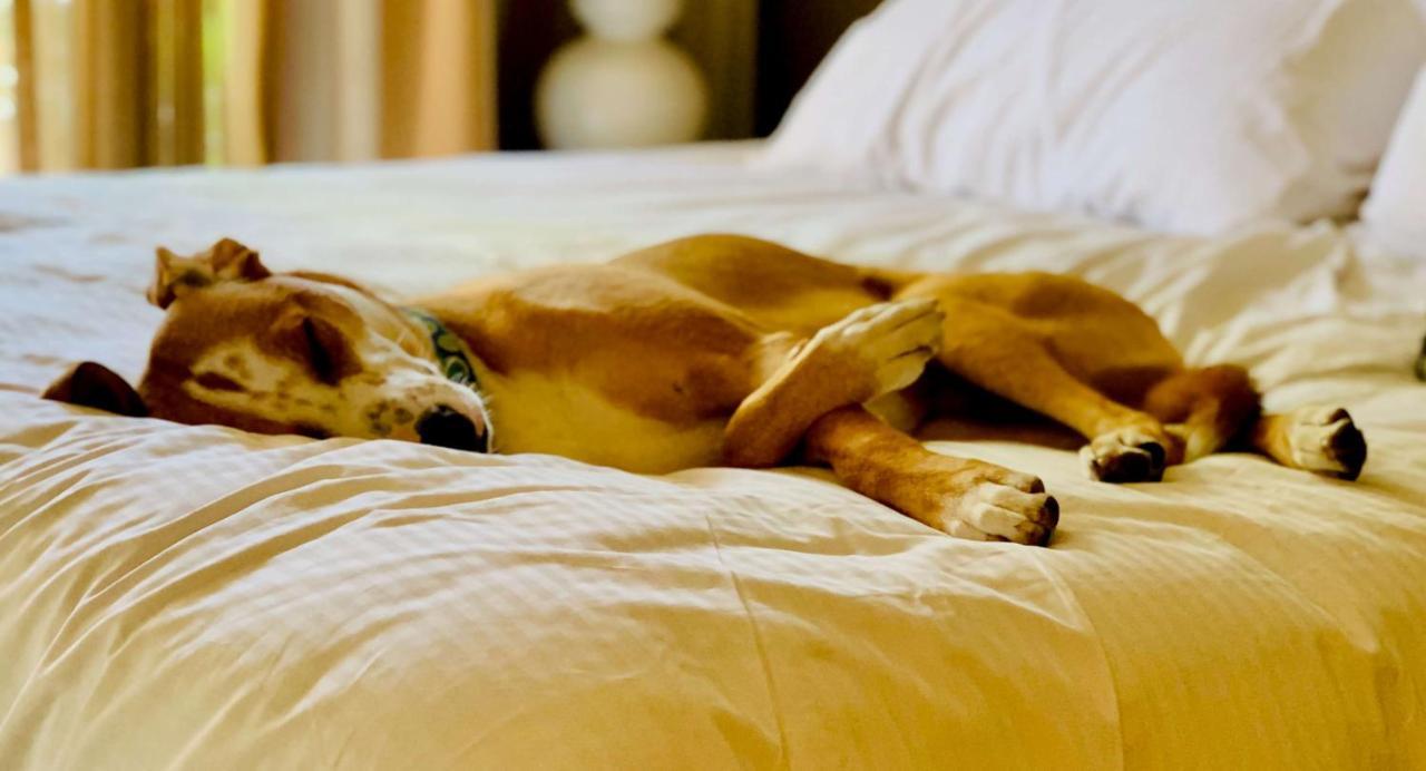 Sonesta Simply Suites ノックスビル エクステリア 写真